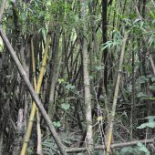  Dense Bamboo in the Jungle